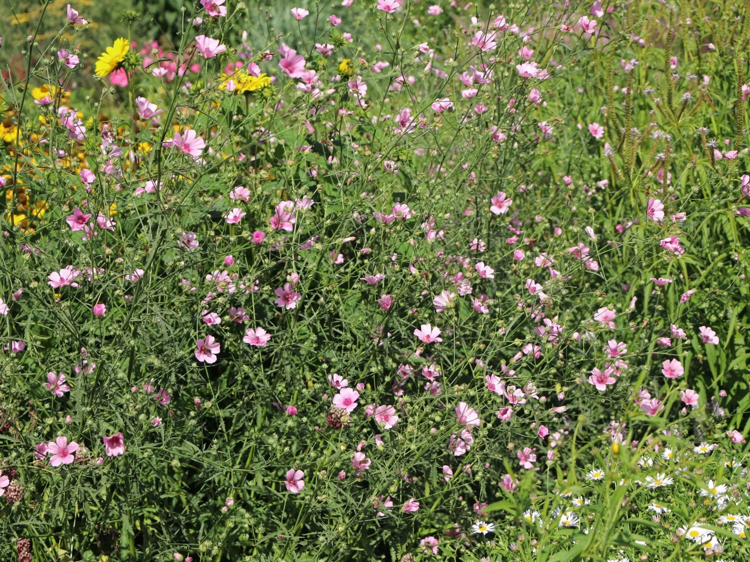 Hanfblättriger Eibisch 9 Hanfblättriger Eibisch – Bild 7