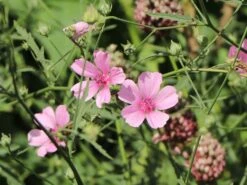 Hanfblättriger Eibisch 12 Hanfblättriger Eibisch -Günstiges Garten Zart Geschäft hanfblaettriger eibisch m078053 w 7