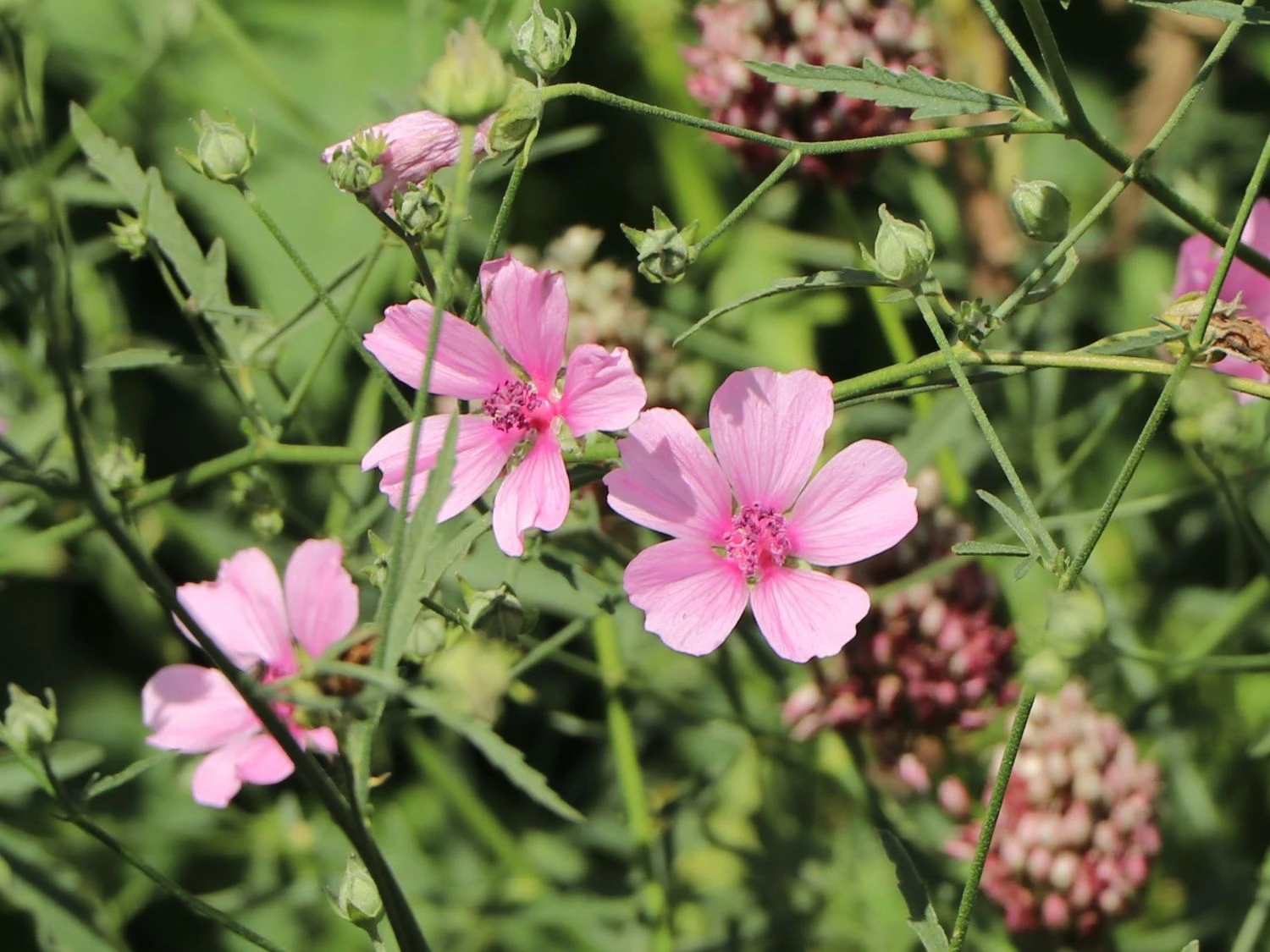 Hanfblättriger Eibisch 4 Hanfblättriger Eibisch – Bild 2