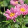 Herbst-Anemone 'Fantasy Pocahontas' ® -Günstiges Garten Zart Geschäft herbst anemone fantasy pocahontas m061616 h 0