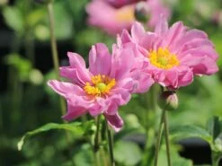 Herbst-Anemone 'Fantasy Pocahontas' ®