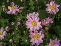 Herbst-Anemone 'Fantasy Pocahontas' ® -Günstiges Garten Zart Geschäft herbst anemone fantasy pocahontas m061616 w 0 1