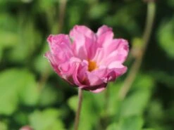 Herbst-Anemone 'Fantasy Pocahontas' ® -Günstiges Garten Zart Geschäft herbst anemone fantasy pocahontas m061616 w 1