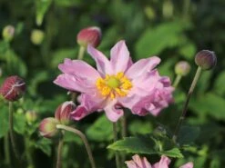 Herbst-Anemone 'Fantasy Pocahontas' ® -Günstiges Garten Zart Geschäft herbst anemone fantasy pocahontas m061616 w 3
