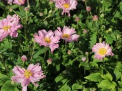 Herbst-Anemone 'Fantasy Pocahontas' ® -Günstiges Garten Zart Geschäft herbst anemone fantasy pocahontas m061616 w 4