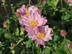 Herbst-Anemone 'Fantasy Pocahontas' ® -Günstiges Garten Zart Geschäft herbst anemone fantasy pocahontas m061616 w 5
