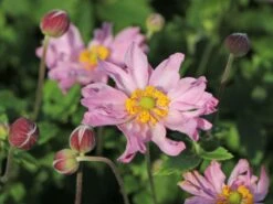Herbst-Anemone 'Fantasy Pocahontas' ® -Günstiges Garten Zart Geschäft herbst anemone fantasy pocahontas m061616 w 6