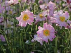 Herbst-Anemone 'Fantasy Pocahontas' ® -Günstiges Garten Zart Geschäft herbst anemone fantasy pocahontas m061616 w 8