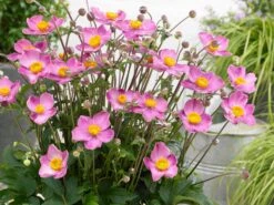 Herbst-Anemone Fantasy-Serie Cinderella' -Günstiges Garten Zart Geschäft herbst anemone fantasy serie cinderella m085126 w 0