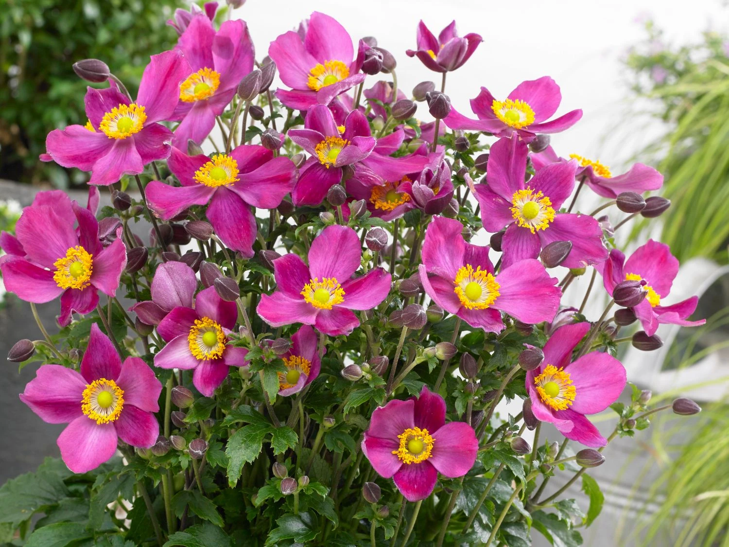 Herbst-Anemone Fantasy-Serie 'Red Riding Hood' 3 Herbst-Anemone Fantasy-Serie 'Red Riding Hood'