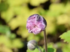 Herbst-Anemone 'Frilly Knickers' -Günstiges Garten Zart Geschäft herbst anemone frilly knickers m124104 w 0