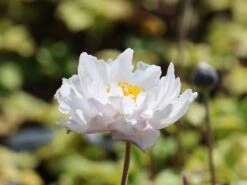 Herbst-Anemone 'Frilly Knickers' -Günstiges Garten Zart Geschäft herbst anemone frilly knickers m124104 w 1