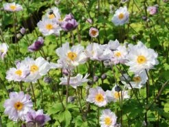 Herbst-Anemone 'Frilly Knickers' -Günstiges Garten Zart Geschäft herbst anemone frilly knickers m124104 w 2