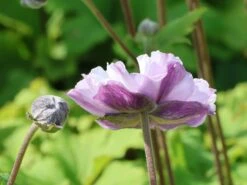 Herbst-Anemone 'Frilly Knickers' -Günstiges Garten Zart Geschäft herbst anemone frilly knickers m124104 w 4