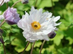 Herbst-Anemone 'Frilly Knickers' -Günstiges Garten Zart Geschäft herbst anemone frilly knickers m124104 w 5