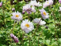 Herbst-Anemone 'Frilly Knickers' -Günstiges Garten Zart Geschäft herbst anemone frilly knickers m124104 w 6