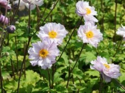 Herbst-Anemone 'Frilly Knickers' -Günstiges Garten Zart Geschäft herbst anemone frilly knickers m124104 w 8