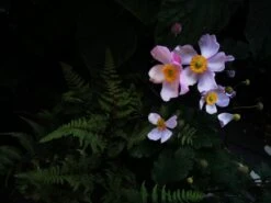 Herbst-Anemone 'Ouvertüre' -Günstiges Garten Zart Geschäft herbst anemone ouvertuere m085117 1205024 0