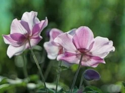 Herbst-Anemone 'Ouvertüre'