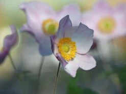 Herbst-Anemone 'Ouvertüre' -Günstiges Garten Zart Geschäft herbst anemone ouvertuere m085117 w 0