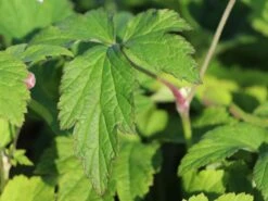 Herbst-Anemone 'Ouvertüre' -Günstiges Garten Zart Geschäft herbst anemone ouvertuere m085117 w 1