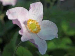 Herbst-Anemone 'Ouvertüre' -Günstiges Garten Zart Geschäft herbst anemone ouvertuere m085117 w 2