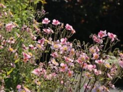 Herbst-Anemone 'Ouvertüre' -Günstiges Garten Zart Geschäft herbst anemone ouvertuere m085117 w 3