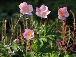 Herbst-Anemone 'Ouvertüre' -Günstiges Garten Zart Geschäft herbst anemone ouvertuere m085117 w 4