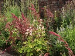 Herbst-Anemone 'Ouvertüre' -Günstiges Garten Zart Geschäft herbst anemone ouvertuere m085117 w 5