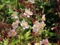 Herbst-Anemone 'Ouvertüre' -Günstiges Garten Zart Geschäft herbst anemone ouvertuere m085117 w 6