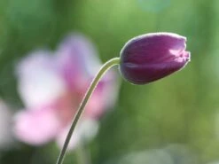 Herbst-Anemone 'Ouvertüre' -Günstiges Garten Zart Geschäft herbst anemone ouvertuere m085117 w 7