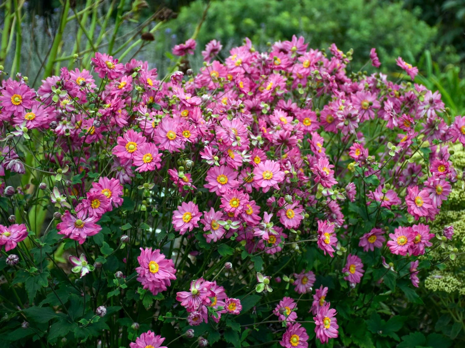 Herbst-Anemone Proven Winners ® Fall In Love 'Sweetly' 3 Herbst-Anemone Proven Winners ® Fall In Love 'Sweetly'