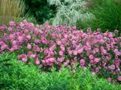 Herbst-Anemone Proven Winners ® Fall In Love 'Sweetly' 15 Herbst-Anemone Proven Winners ® Fall In Love 'Sweetly' -Günstiges Garten Zart Geschäft herbst anemone proven winners fall in love sweetly m117760 w 0