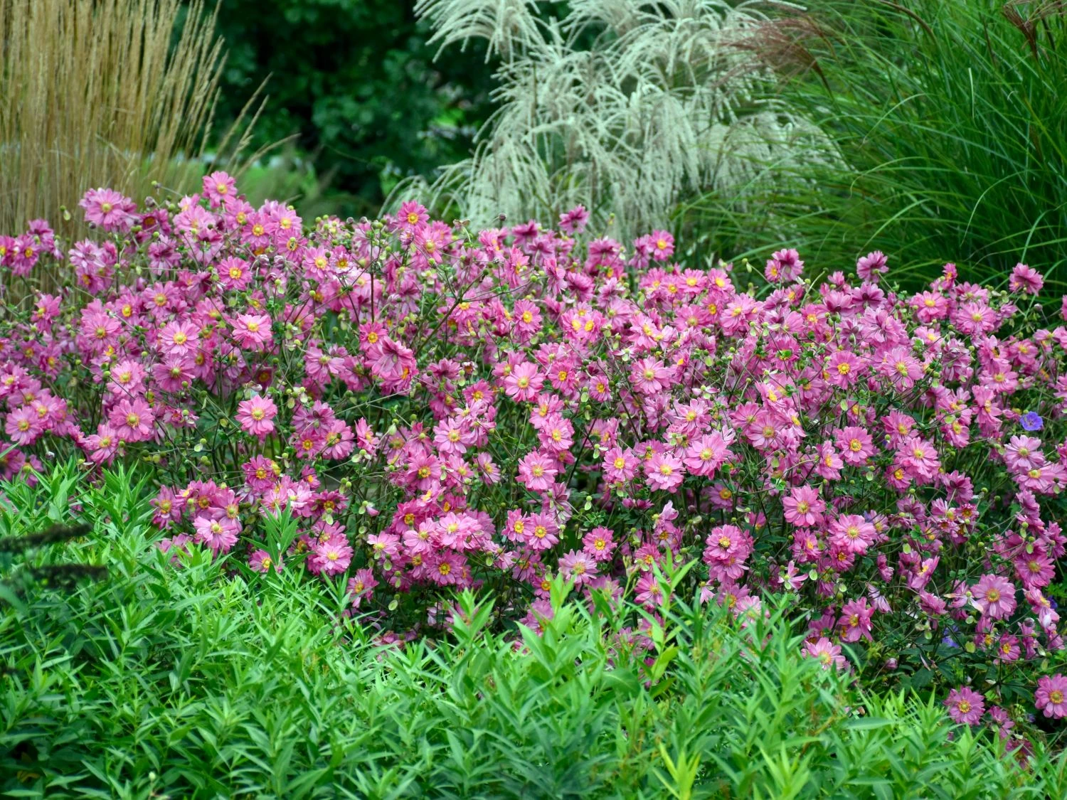 Herbst-Anemone Proven Winners ® Fall In Love 'Sweetly' 8 Herbst-Anemone Proven Winners ® Fall In Love 'Sweetly' – Bild 6