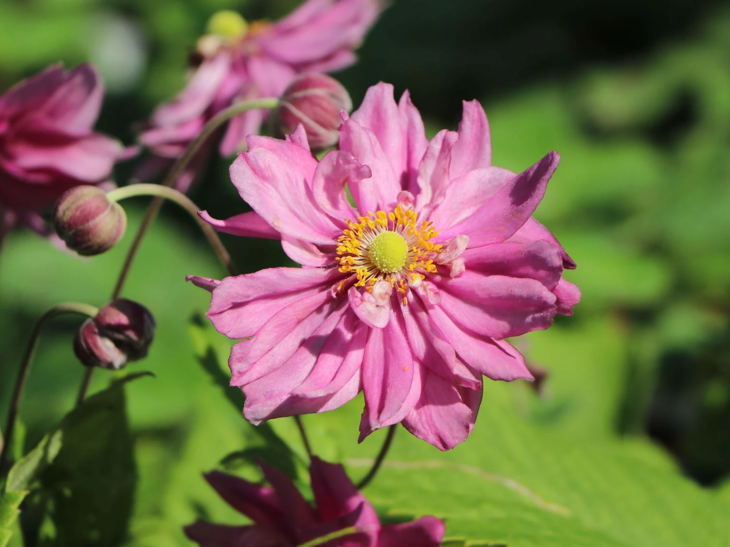 Herbst-Anemone Proven Winners ® Fall In Love 'Sweetly' 4 Herbst-Anemone Proven Winners ® Fall In Love 'Sweetly' – Bild 2