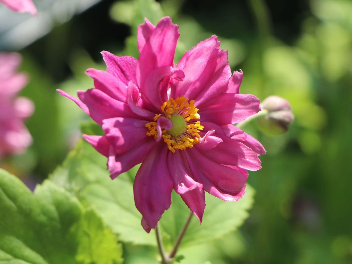 Herbst-Anemone Proven Winners ® Fall In Love 'Sweetly' 9 Herbst-Anemone Proven Winners ® Fall In Love 'Sweetly' – Bild 7