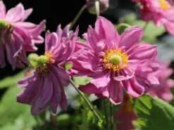 Herbst-Anemone Proven Winners ® Fall In Love 'Sweetly' 14 Herbst-Anemone Proven Winners ® Fall In Love 'Sweetly' -Günstiges Garten Zart Geschäft herbst anemone proven winners fall in love sweetly m117760 w 3