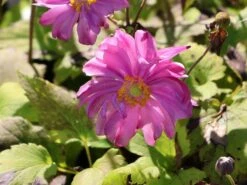 Herbst-Anemone Proven Winners ® Fall In Love 'Sweetly' 17 Herbst-Anemone Proven Winners ® Fall In Love 'Sweetly' -Günstiges Garten Zart Geschäft herbst anemone proven winners fall in love sweetly m117760 w 5