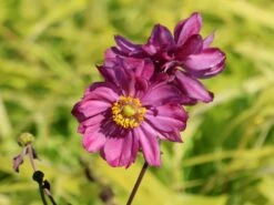 Herbst-Anemone Proven Winners ® Fall In Love 'Sweetly' 13 Herbst-Anemone Proven Winners ® Fall In Love 'Sweetly' -Günstiges Garten Zart Geschäft herbst anemone proven winners fall in love sweetly m117760 w 6