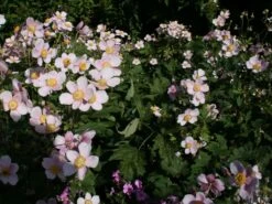Filzige Herbst-Anemone 'Robustissima' -Günstiges Garten Zart Geschäft herbst anemone robustissima m001566 w 0