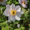 Herbst-Anemone 'Wild Swan' 1 Herbst-Anemone 'Wild Swan' -Günstiges Garten Zart Geschäft herbst anemone wild swan m074055 h 0