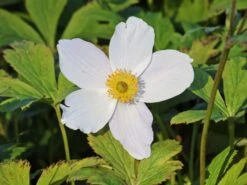 Herbst-Anemone 'Wild Swan' -Günstiges Garten Zart Geschäft herbst anemone wild swan m074055 w 0