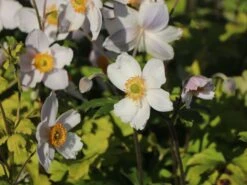 Herbst-Anemone 'Wild Swan' -Günstiges Garten Zart Geschäft herbst anemone wild swan m074055 w 1
