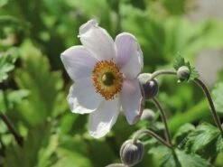 Herbst-Anemone 'Wild Swan' -Günstiges Garten Zart Geschäft herbst anemone wild swan m074055 w 3