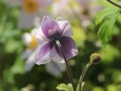 Herbst-Anemone 'Wild Swan' -Günstiges Garten Zart Geschäft herbst anemone wild swan m074055 w 4