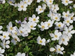 Herbst-Anemone 'Wild Swan' -Günstiges Garten Zart Geschäft herbst anemone wild swan m074055 w 5