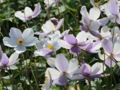 Herbst-Anemone 'Wild Swan' -Günstiges Garten Zart Geschäft herbst anemone wild swan m074055 w 6
