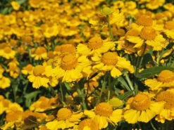 Herbst-Sonnenbraut 'Helena Yellow' -Günstiges Garten Zart Geschäft herbst sonnenbraut helena yellow m058712 w 0