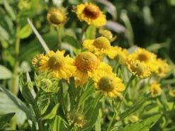 Herbst-Sonnenbraut 'Helena Yellow' -Günstiges Garten Zart Geschäft herbst sonnenbraut helena yellow m058712 w 2