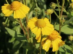 Herbst-Sonnenbraut 'Helena Yellow' -Günstiges Garten Zart Geschäft herbst sonnenbraut helena yellow m058712 w 3